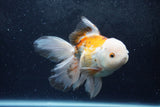 Thai Oranda  Tricolor 6 Inch (ID#1217To6b-92)