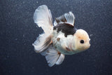 Thai Oranda  Panda 5 Inch (ID#1015To6c-101)