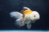 Thai Oranda  Tricolor 6 Inch (ID#1217To6b-92)