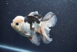 Thai Oranda  Panda 5 Inch (ID#1015To6c-101)