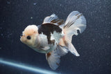 Thai Oranda  Panda 5 Inch (ID#1015To6b-101)