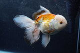 Thai Oranda  Tricolor 6 Inch (ID#1217To6b-92)