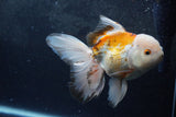 Thai Oranda  Tricolor 6 Inch (ID#1217To6b-92)