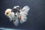 Thai Oranda  Panda 5 Inch (ID#1015To6c-101)