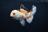 Baby Thai Oranda  Tricolor 3 Inch (ID#404TPTA-81) Free2Day SHIPPING