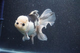 Thai Oranda  Panda 5 Inch (ID#1015To6b-101)