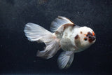 Thai Oranda  Tricolor 6 Inch (ID#1217To6b-93)