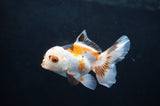 Baby Thai Oranda  Tricolor 3 Inch (ID#404TPTA-81) Free2Day SHIPPING