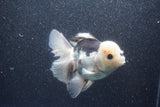 Thai Oranda  Panda 5 Inch (ID#1015To6c-101)