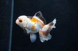 Baby Thai Oranda  Tricolor 3 Inch (ID#404TPTA-81) Free2Day SHIPPING