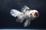 Thai Oranda  Tricolor 6 Inch (ID#1217To6b-93)