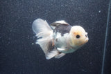 Thai Oranda  Panda 5 Inch (ID#1015To6b-101)