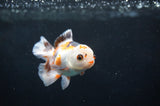 Baby Thai Oranda  Tricolor 3 Inch (ID#404TPTA-81) Free2Day SHIPPING