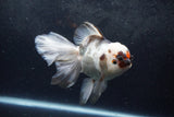 Thai Oranda  Tricolor 6 Inch (ID#1217To6b-93)