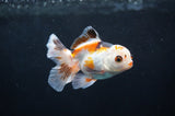 Baby Thai Oranda  Tricolor 3 Inch (ID#404TPTA-81) Free2Day SHIPPING