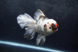 Thai Oranda  Tricolor 6 Inch (ID#1217To6b-93)