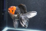 Thai Oranda  Tricolor 5 Inch (ID#1015To6b-102)