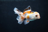 Baby Thai Oranda  Tricolor 3 Inch (ID#404TPTA-81) Free2Day SHIPPING