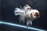 Thai Oranda  Tricolor 6 Inch (ID#1217To6b-93)