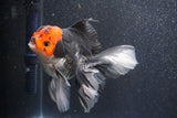 Thai Oranda  Tricolor 5 Inch (ID#1015To6c-102)