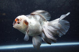 Thai Oranda  Tricolor 6 Inch (ID#1217To6b-93)