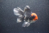 Thai Oranda  Tricolor 5 Inch (ID#1015To6b-102)