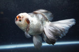 Thai Oranda  Tricolor 6 Inch (ID#1217To6b-93)