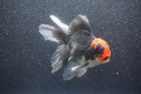 Thai Oranda  Tricolor 5 Inch (ID#1015To6c-102)