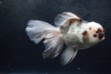 Thai Oranda  Tricolor 6 Inch (ID#1217To6b-93)