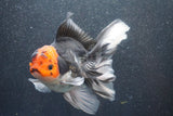 Thai Oranda  Tricolor 5 Inch (ID#1015To6c-102)