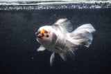 Thai Oranda  Tricolor 6 Inch (ID#1217To6b-93)