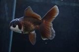 Baby Thai Oranda  Panda 3.5 Inch (ID#404TPTA-82) Free2Day SHIPPING