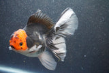 Thai Oranda  Tricolor 5 Inch (ID#1015To6b-102)