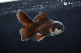 Baby Thai Oranda  Panda 3.5 Inch (ID#404TPTA-82) Free2Day SHIPPING
