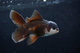 Baby Thai Oranda  Panda 3.5 Inch (ID#404TPTA-82) Free2Day SHIPPING