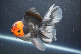 Thai Oranda  Tricolor 5 Inch (ID#1015To6c-102)