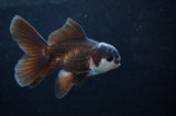 Baby Thai Oranda  Panda 3.5 Inch (ID#404TPTA-82) Free2Day SHIPPING