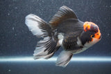 Thai Oranda  Tricolor 5 Inch (ID#1015To6c-102)