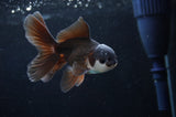 Baby Thai Oranda  Panda 3.5 Inch (ID#404TPTA-82) Free2Day SHIPPING