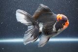 Thai Oranda  Tricolor 5 Inch (ID#1015To6c-102)