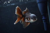 Baby Thai Oranda  Panda 3.5 Inch (ID#404TPTA-82) Free2Day SHIPPING