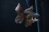 Baby Thai Oranda  Panda 3.5 Inch (ID#404TPTA-82) Free2Day SHIPPING