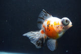 Butterfly  Calico 5 Inch (ID#1004B8b-13) Free2Day SHIPPING