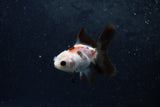 Baby Thai Oranda  Panda 2.5 Inch (ID#1213ToPTA-18) Free2Day SHIPPING