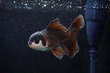 Baby Thai Oranda  Panda 3.5 Inch (ID#404TPTA-82) Free2Day SHIPPING