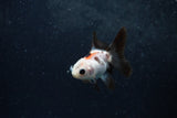 Baby Thai Oranda  Panda 2.5 Inch (ID#1213ToPTA-18) Free2Day SHIPPING