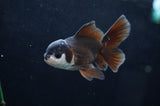 Baby Thai Oranda  Panda 3.5 Inch (ID#404TPTA-82) Free2Day SHIPPING