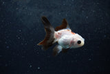 Baby Thai Oranda  Panda 2.5 Inch (ID#1213ToPTA-18) Free2Day SHIPPING