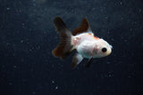 Baby Thai Oranda  Panda 2.5 Inch (ID#1213ToPTA-18) Free2Day SHIPPING