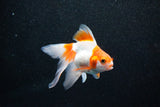 Ryukin  Red White 4.5 Inch (ID#1108Ry7a-2) Free2Day SHIPPING